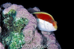 Falcon Fish by Vito Lorusso 